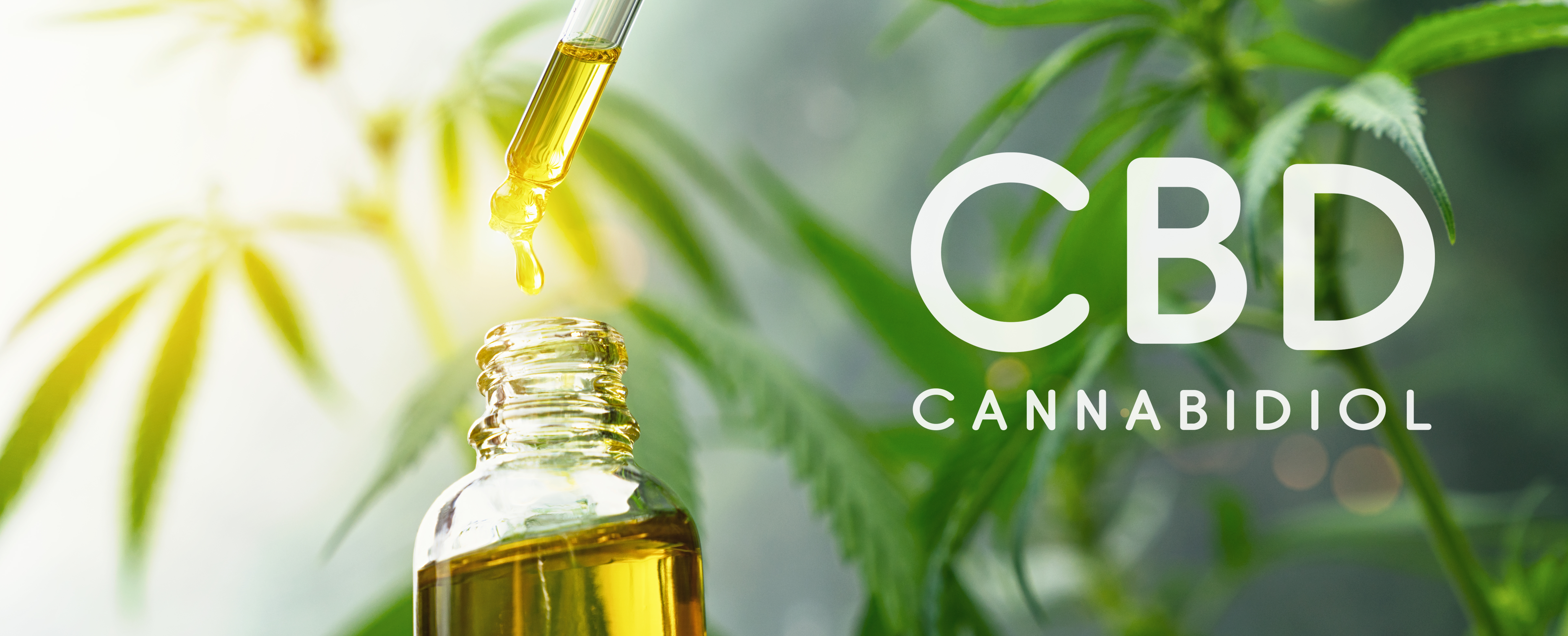 CBD Oil Cannabinoid from the Cannabis Plant